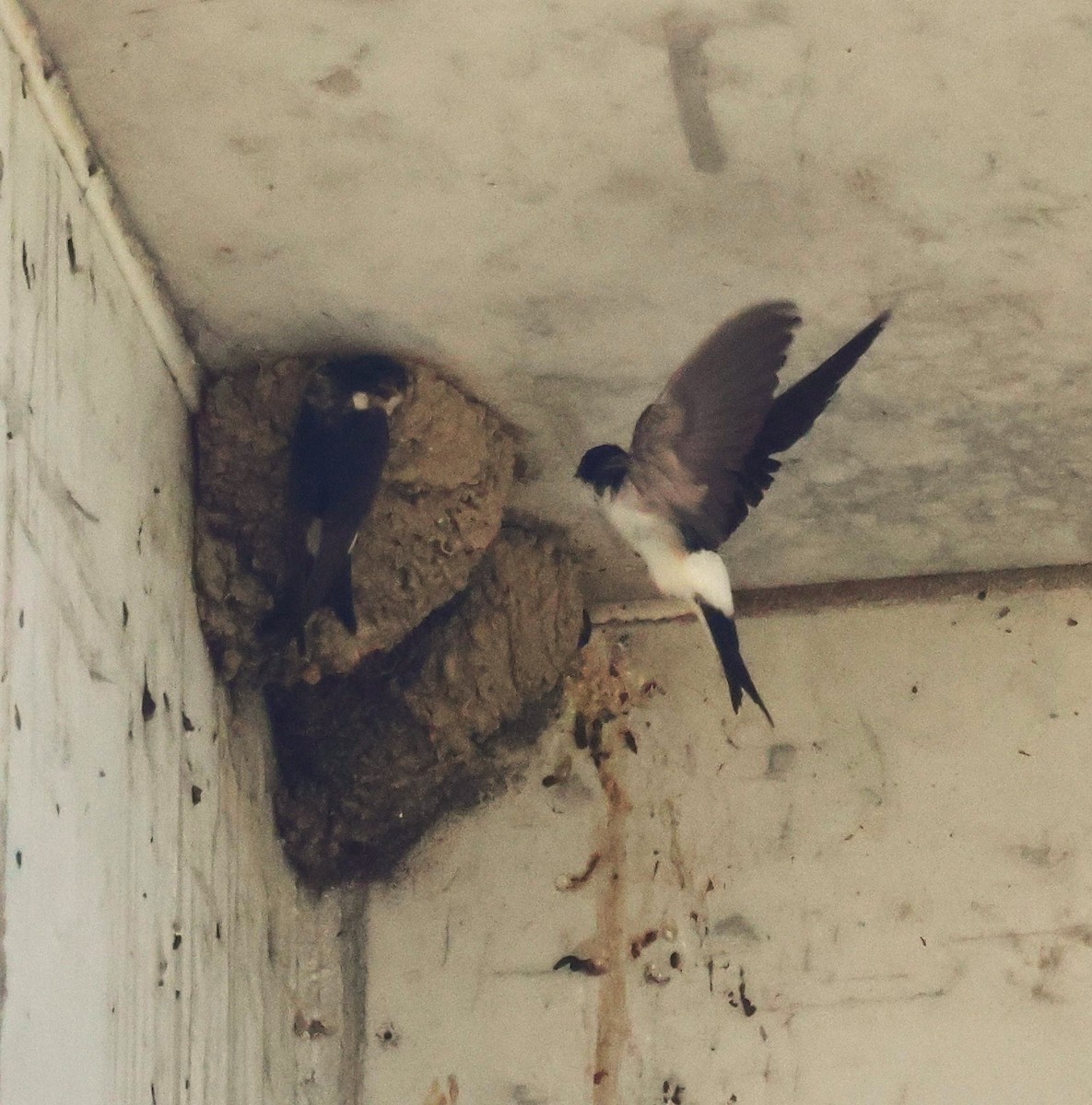 Western House-Martin - ML637589118