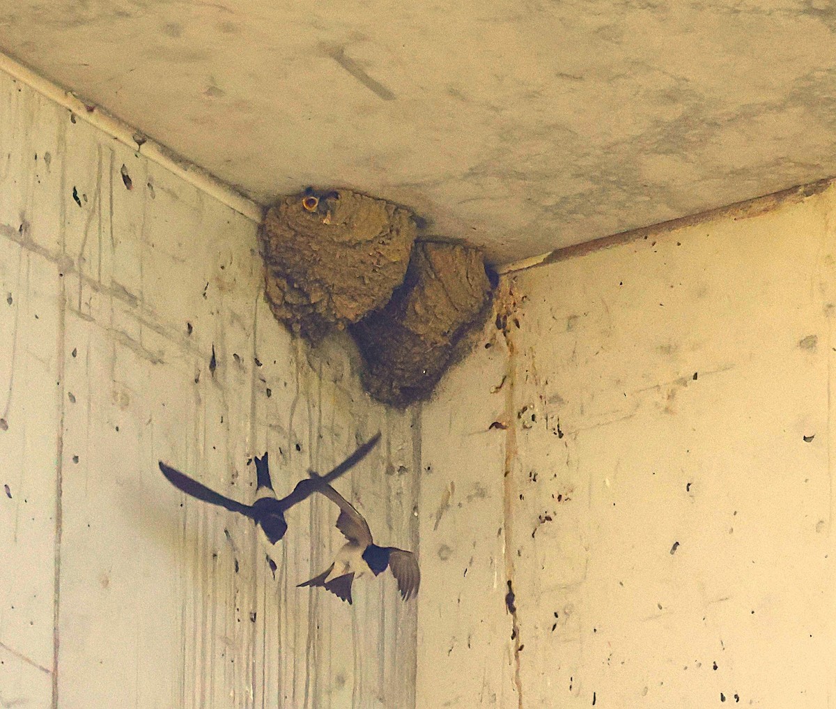 Western House-Martin - ML637589119