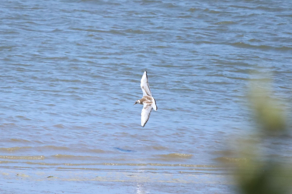 Black-headed Gull - ML637589122