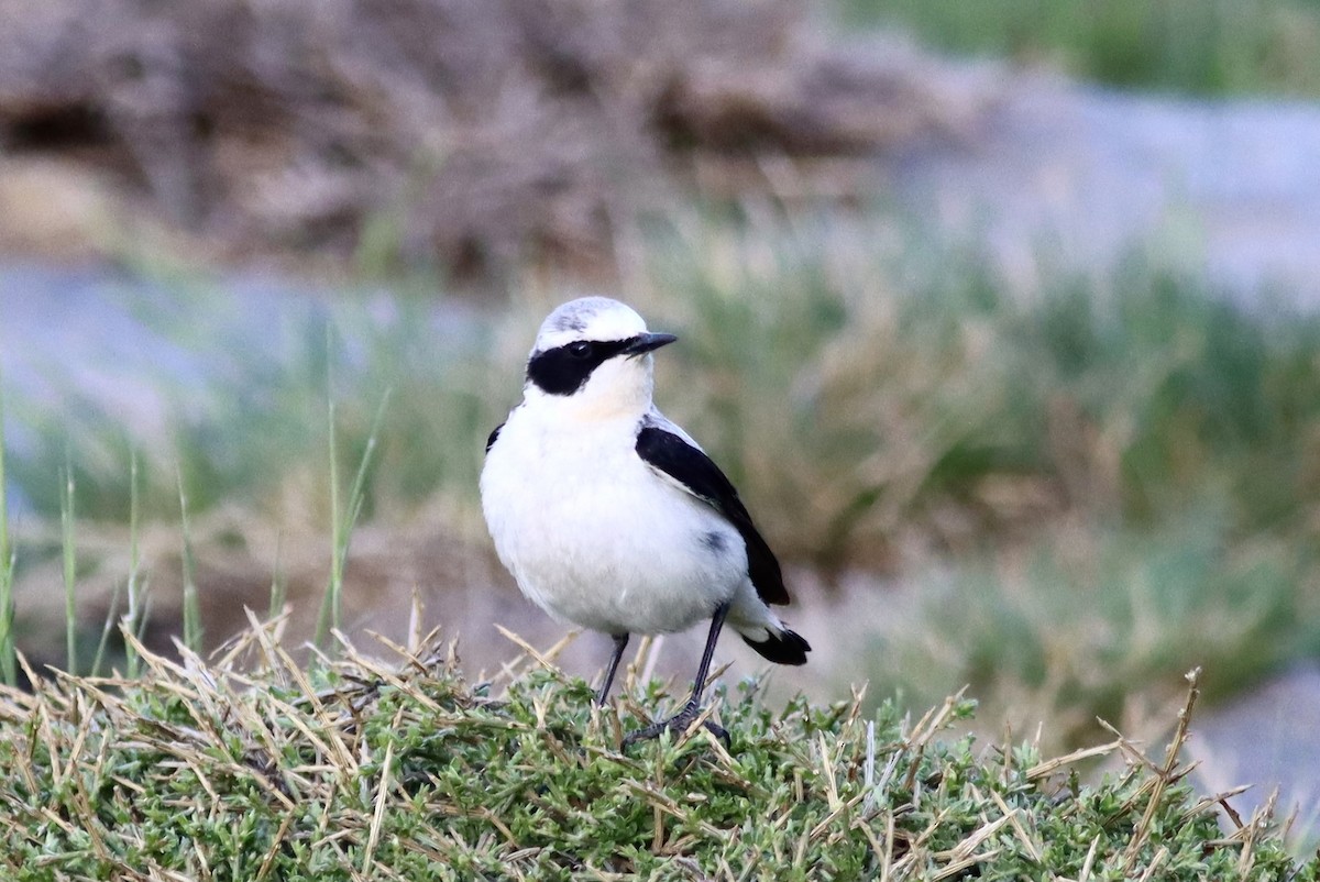 Northern Wheatear - ML637589131