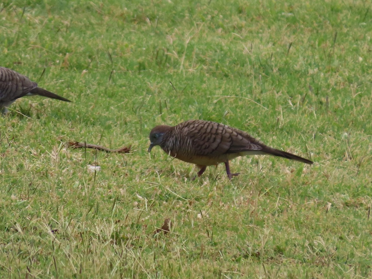 Zebra Dove - ML637589174
