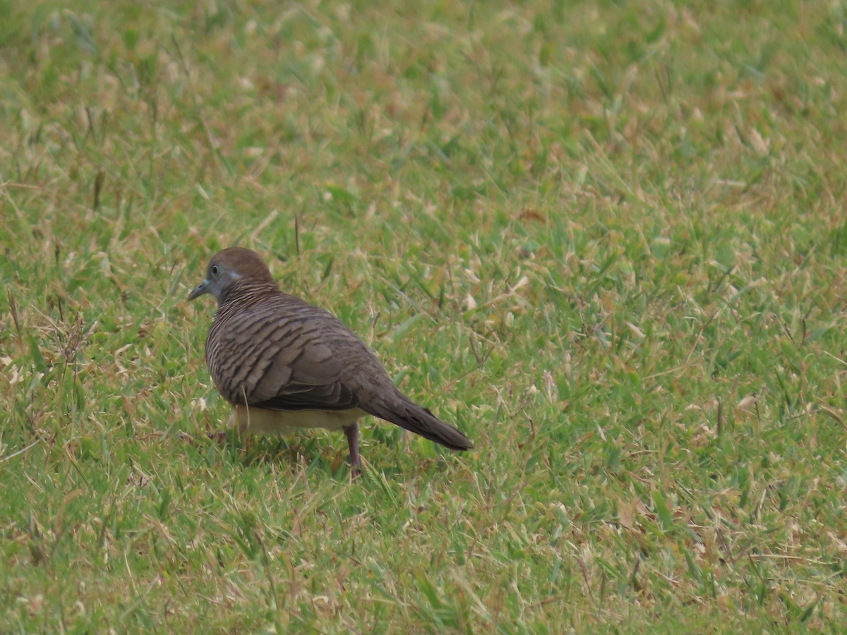 Zebra Dove - ML637589175