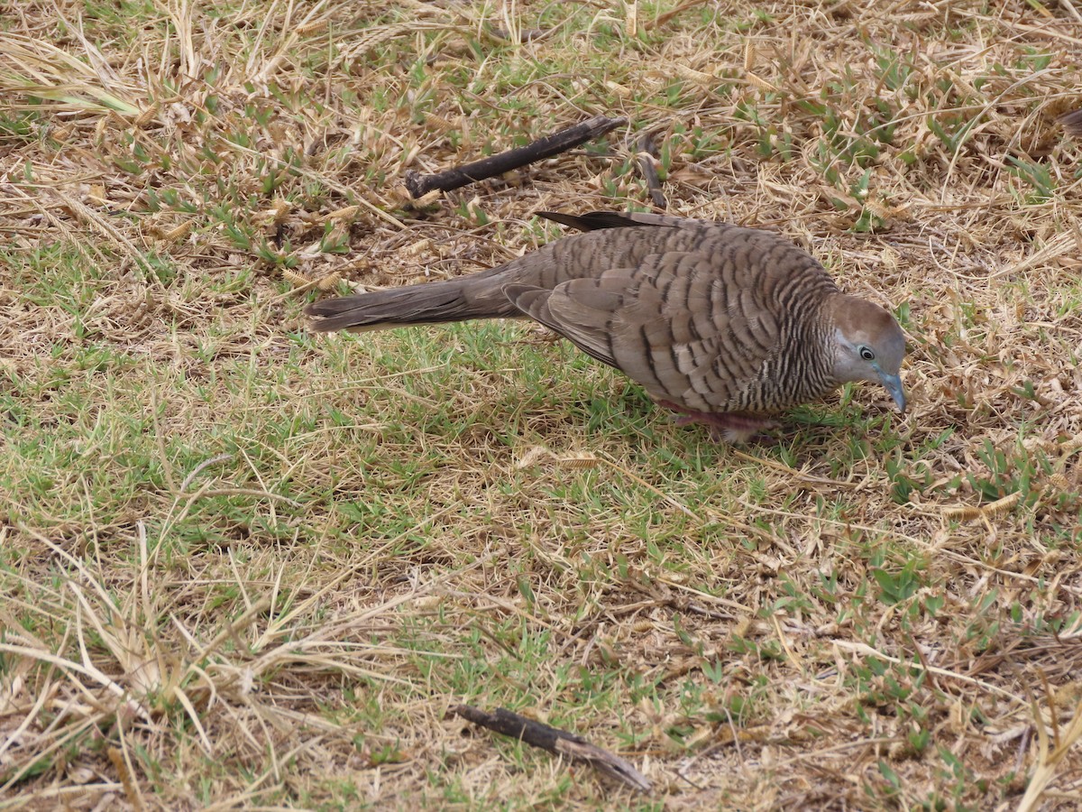 Zebra Dove - ML637589176