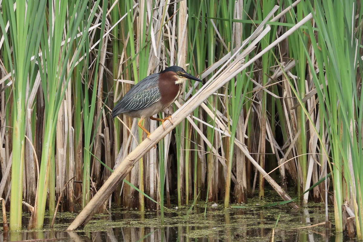 Koartzatxo berdea - ML637589177
