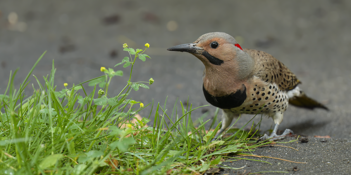 Northern Flicker - ML637589179