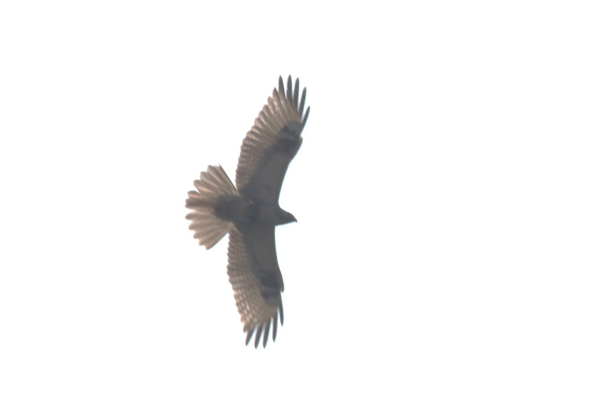 Eastern Buzzard - ML637589180