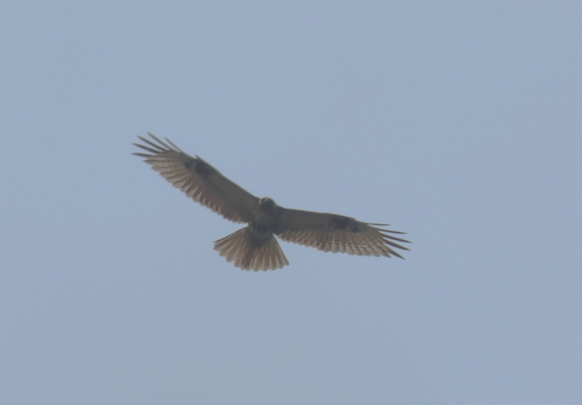Eastern Buzzard - ML637589181
