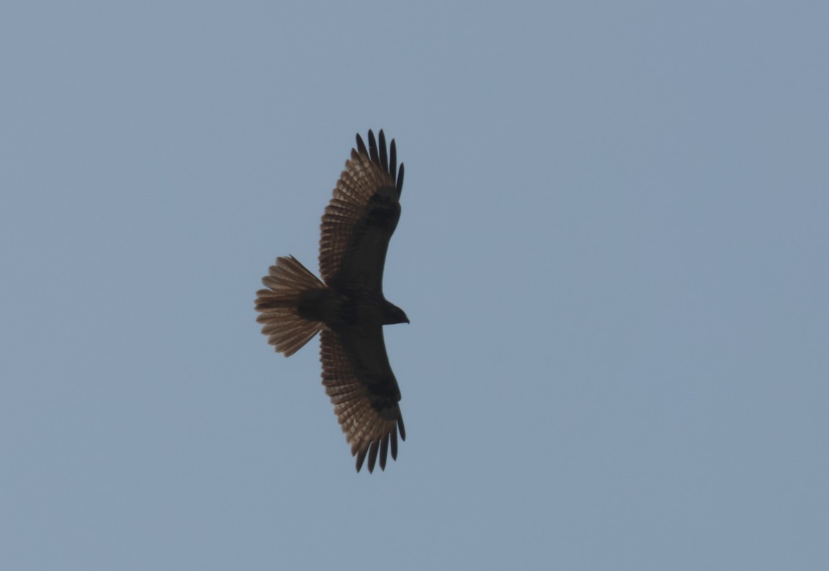 Eastern Buzzard - ML637589182