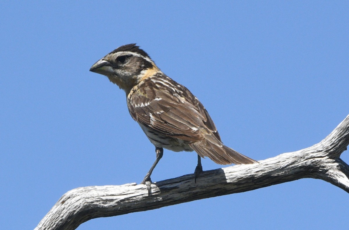 Black-headed Grosbeak - ML637589185