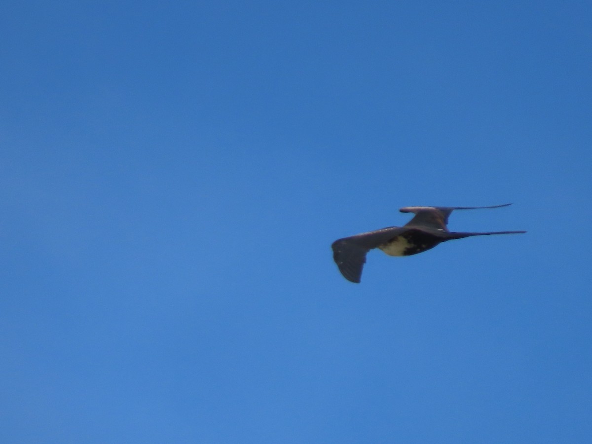 Fragata ertaina - ML637589189