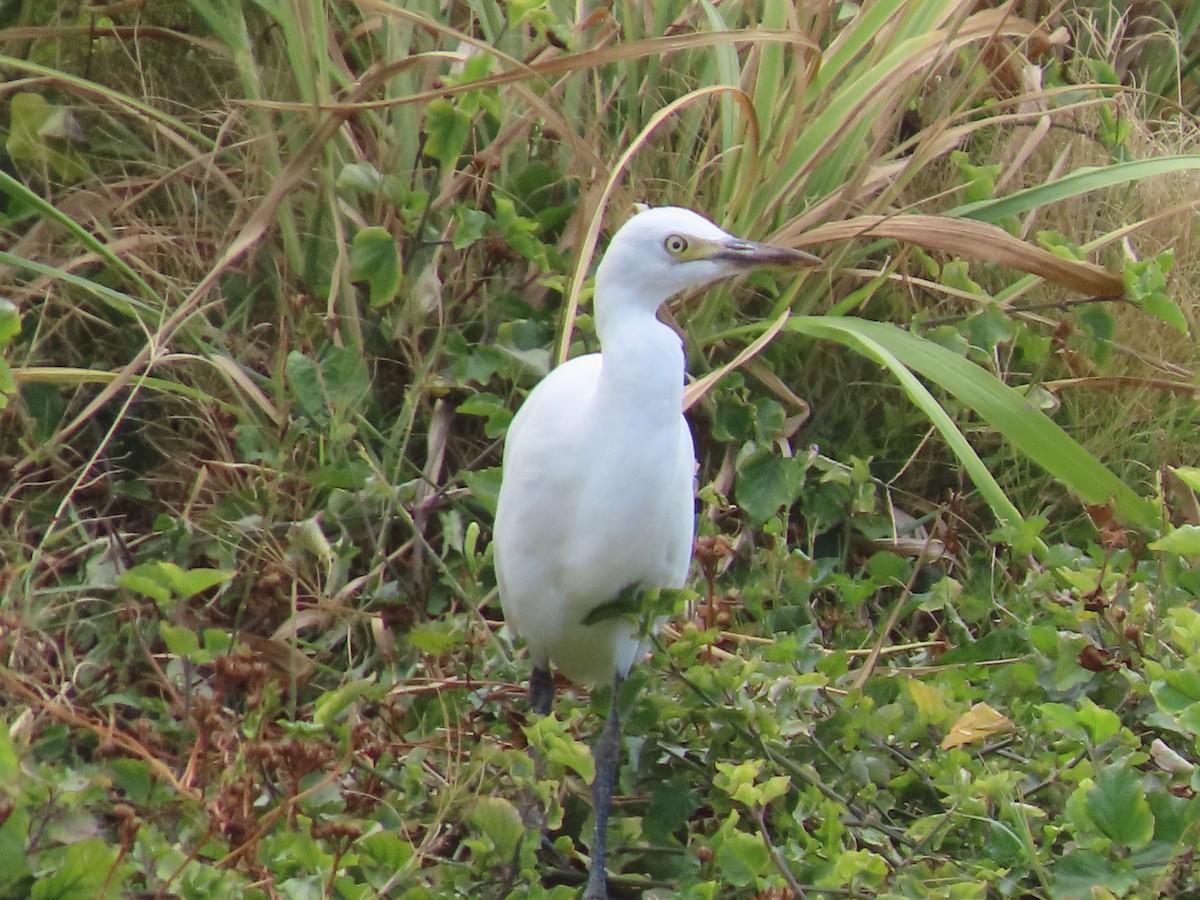 Western Cattle-Egret - ML637589194