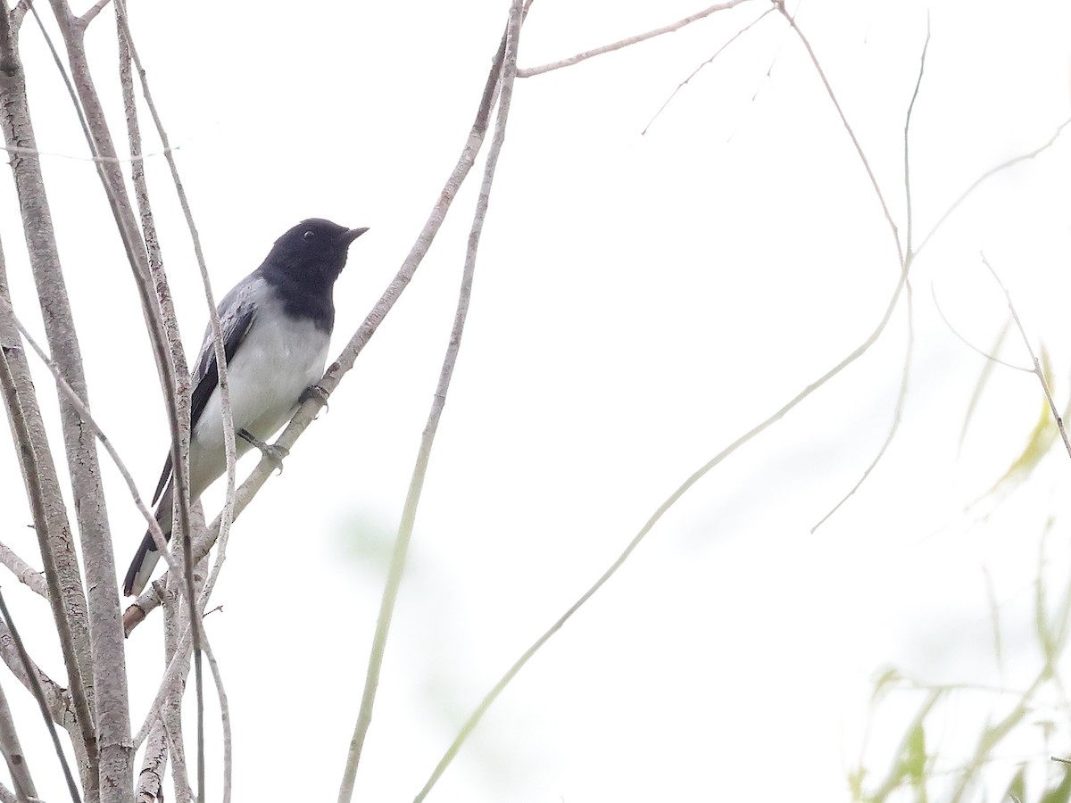 Black-headed Cuckooshrike - ML637589195