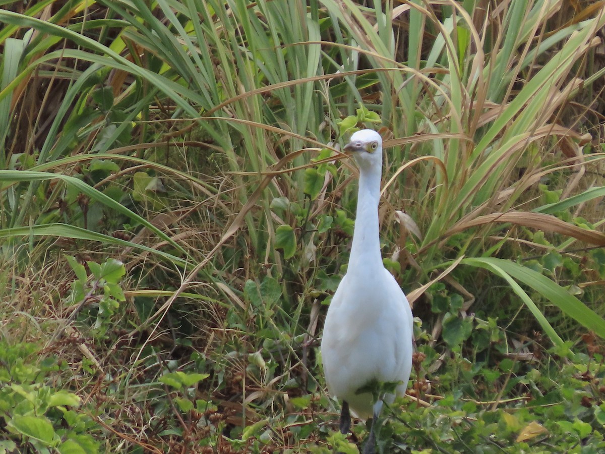 Western Cattle-Egret - ML637589201