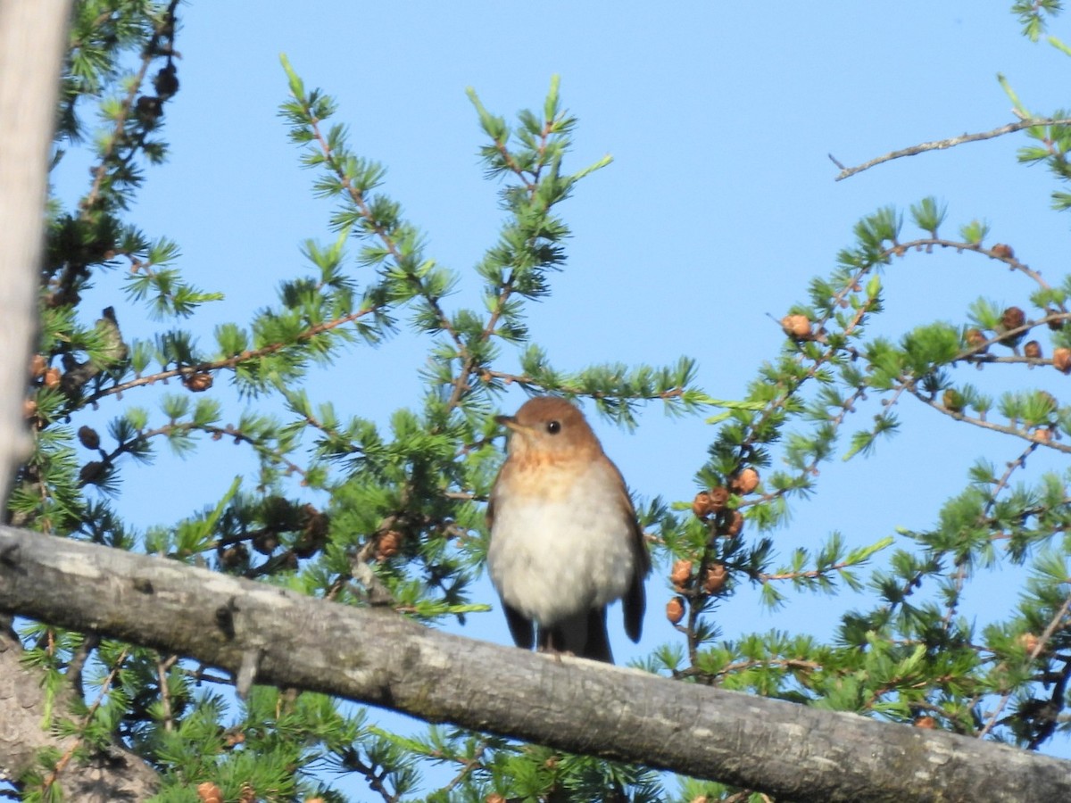 Veery - ML637589203