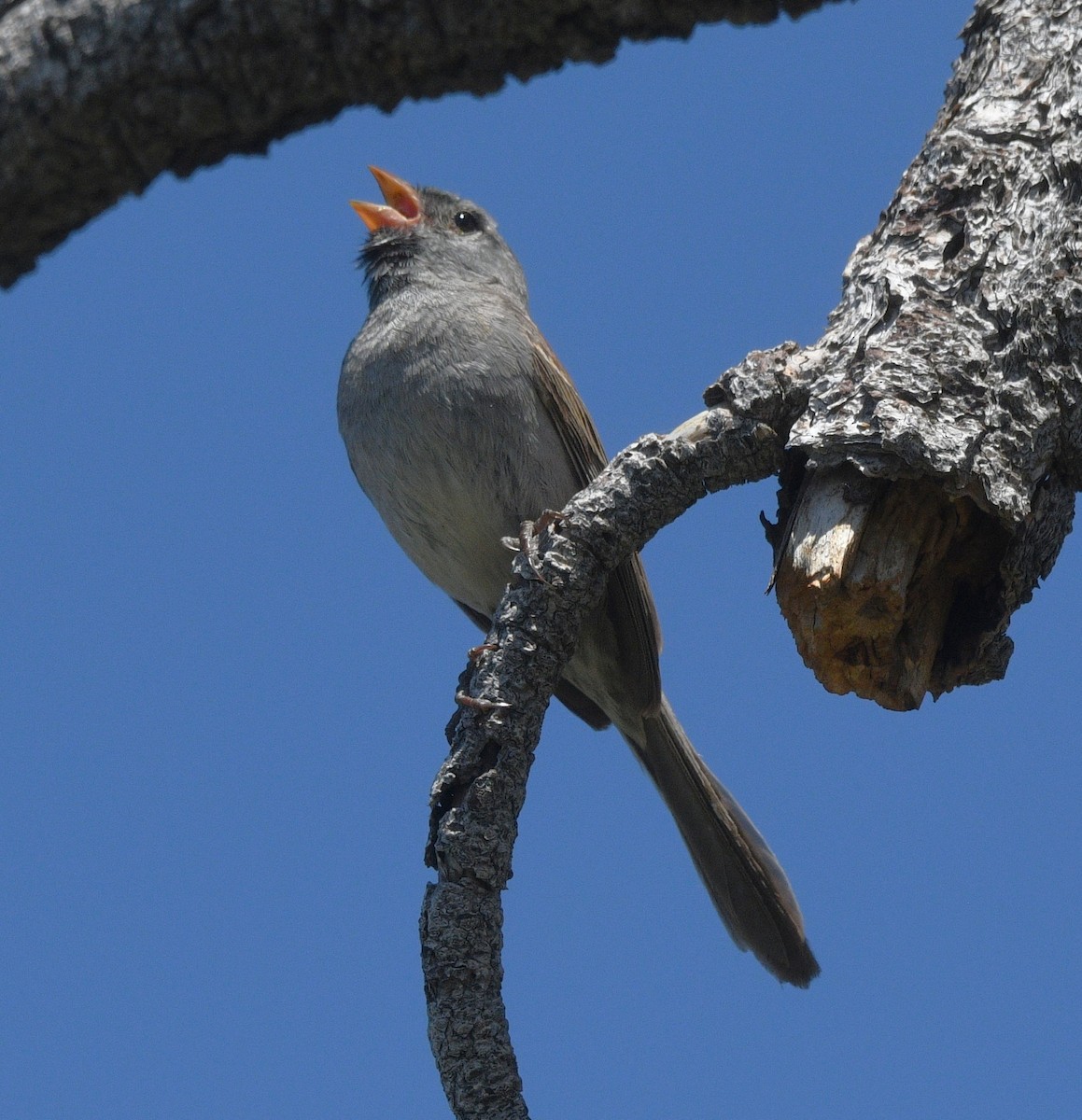 Black-chinned Sparrow - ML637589206