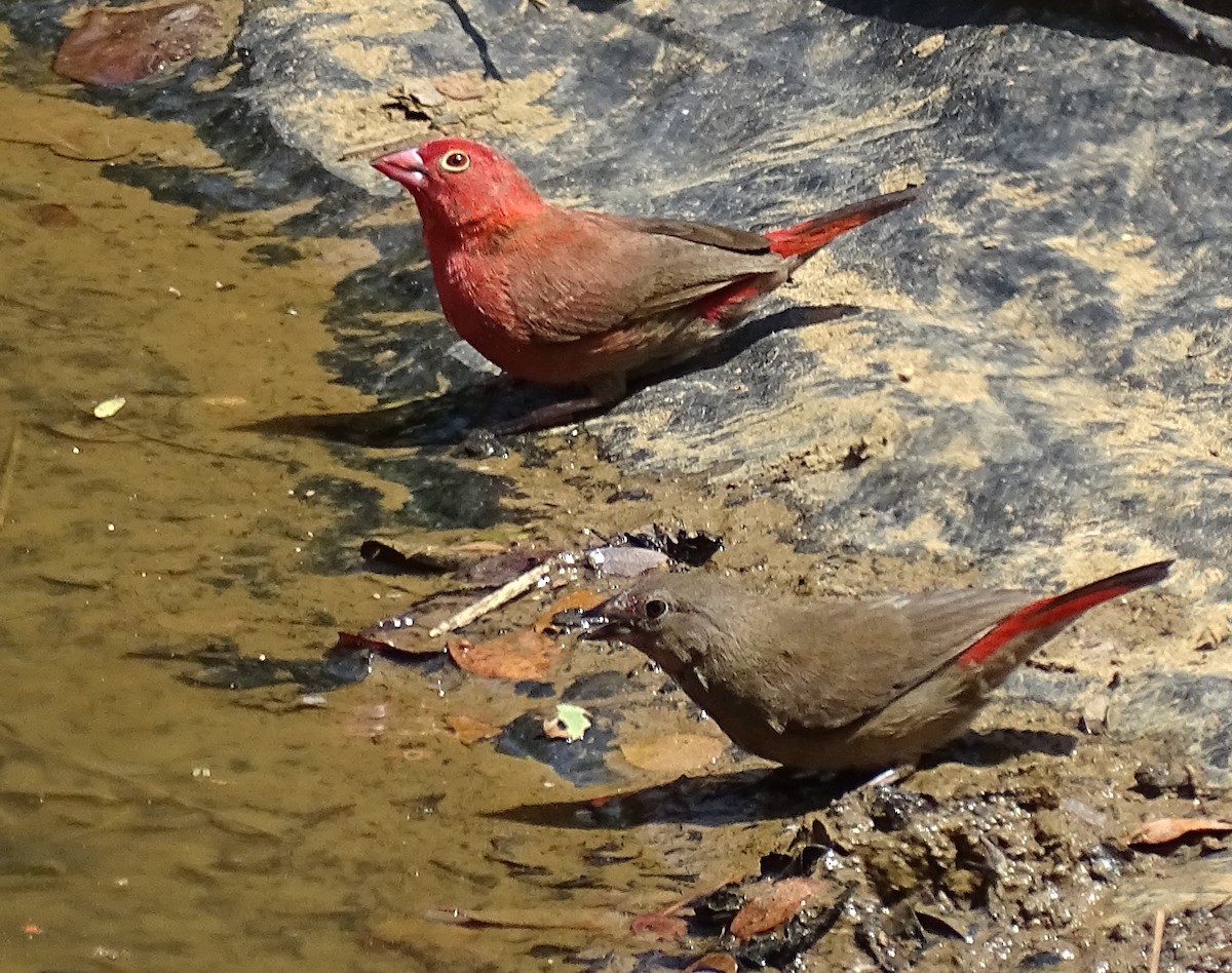 Red-billed Firefinch - ML63758921