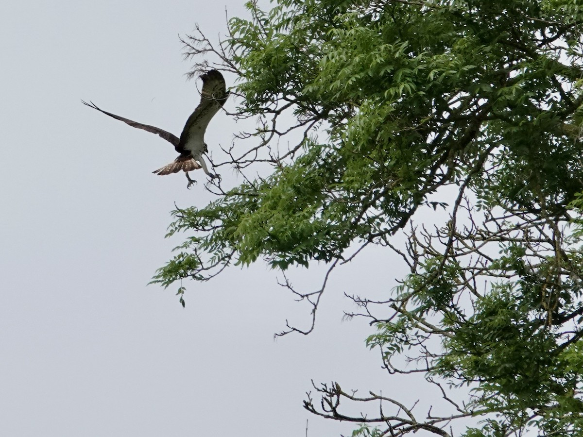 Osprey (Eurasian) - ML637589223