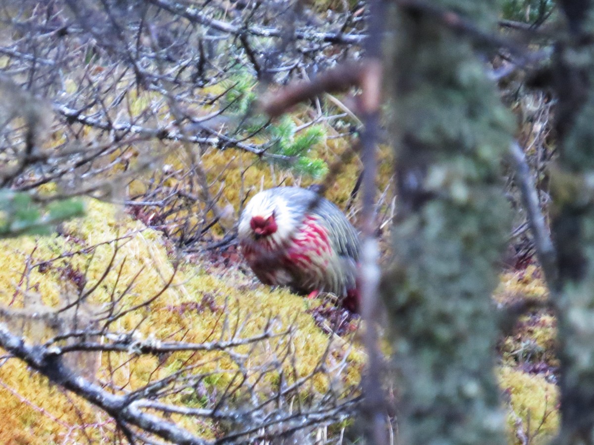 Blood Pheasant - ML637589242