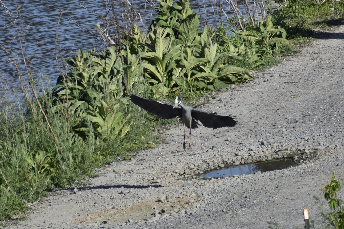 Yellow-crowned Night Heron - ML637589243