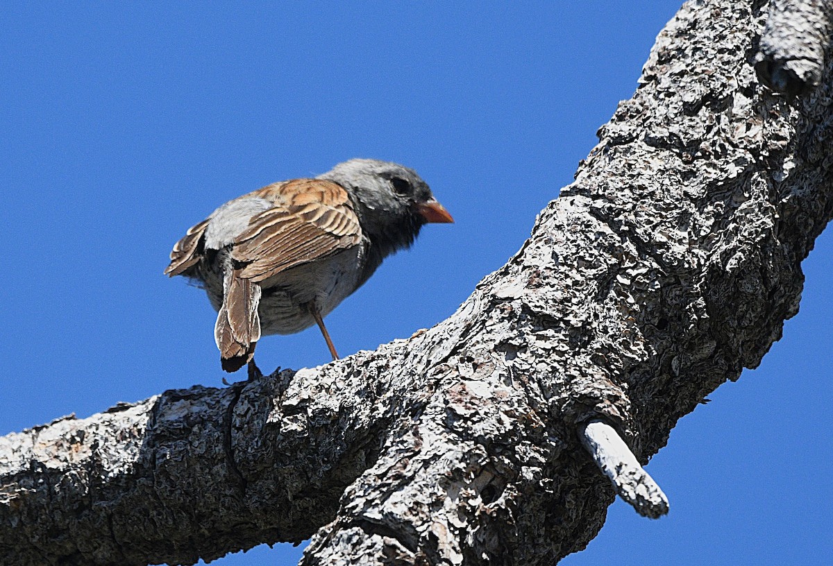 Black-chinned Sparrow - ML637589244