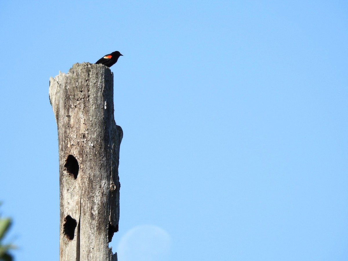 Red-winged Blackbird - ML637589245