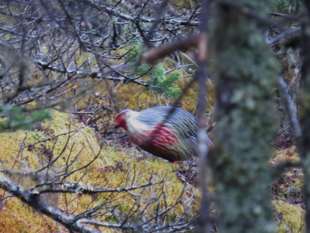 Blood Pheasant - ML637589246