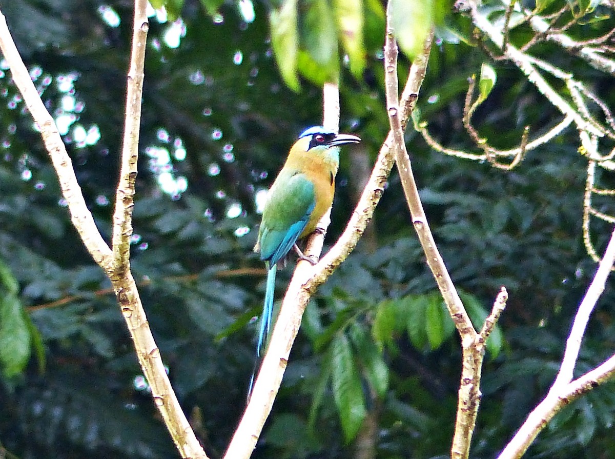 Lesson's Motmot - ML637589248