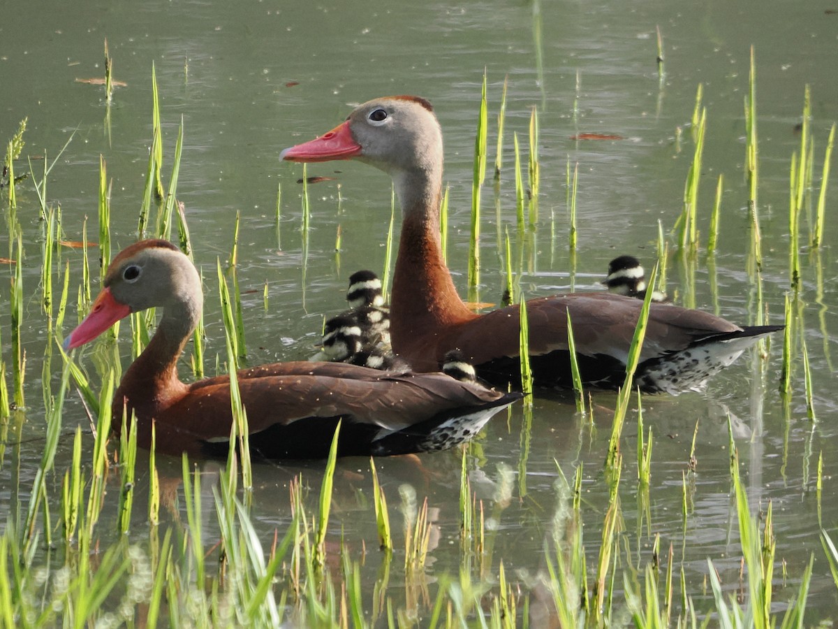 Black-bellied Whistling-Duck - ML637589249