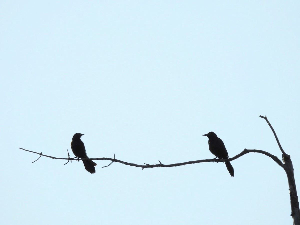 Common Grackle - ML637589250