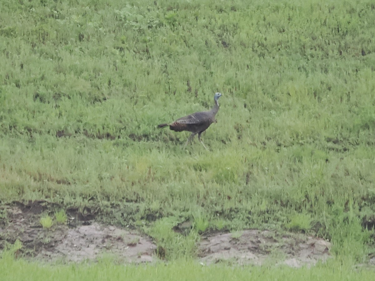 Wild Turkey - ML637589254