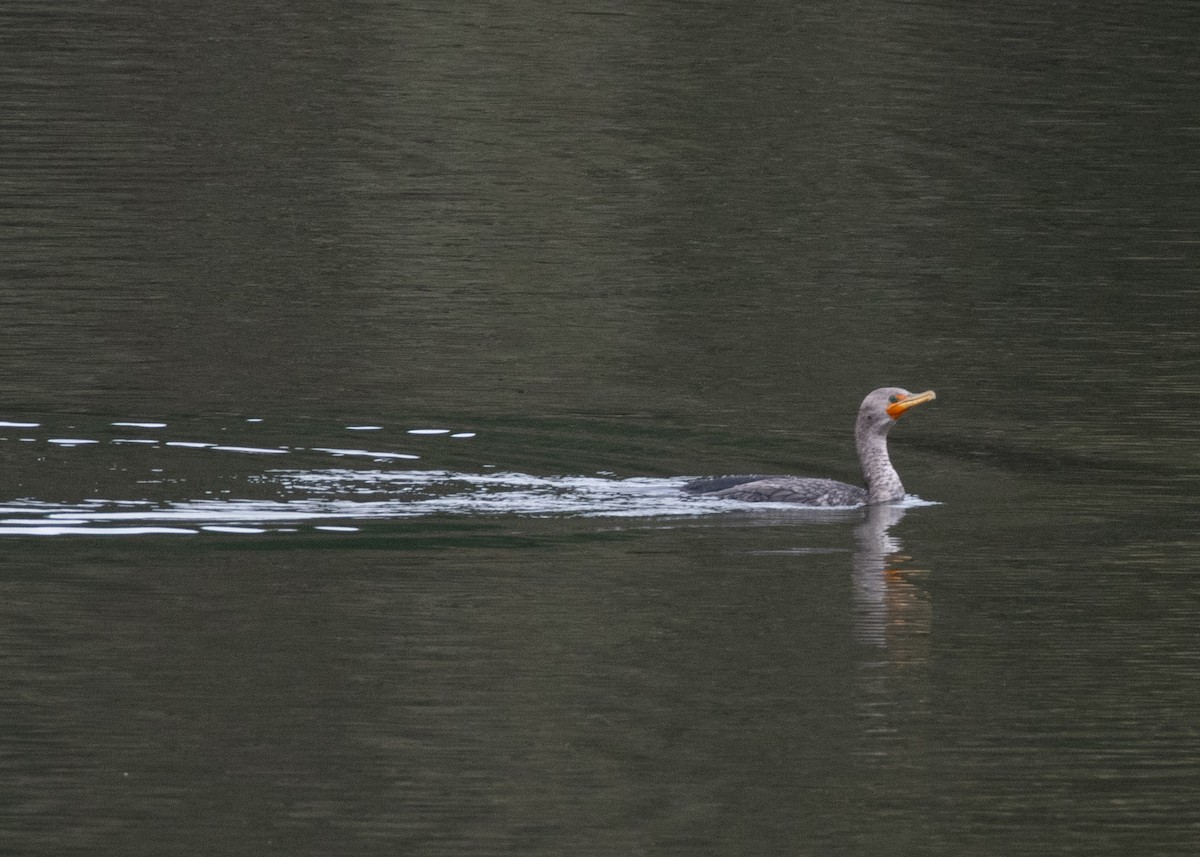 Double-crested Cormorant - ML637589258