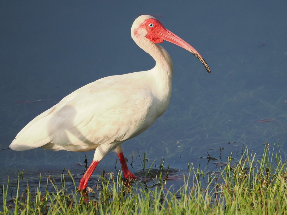 White Ibis - ML637589261