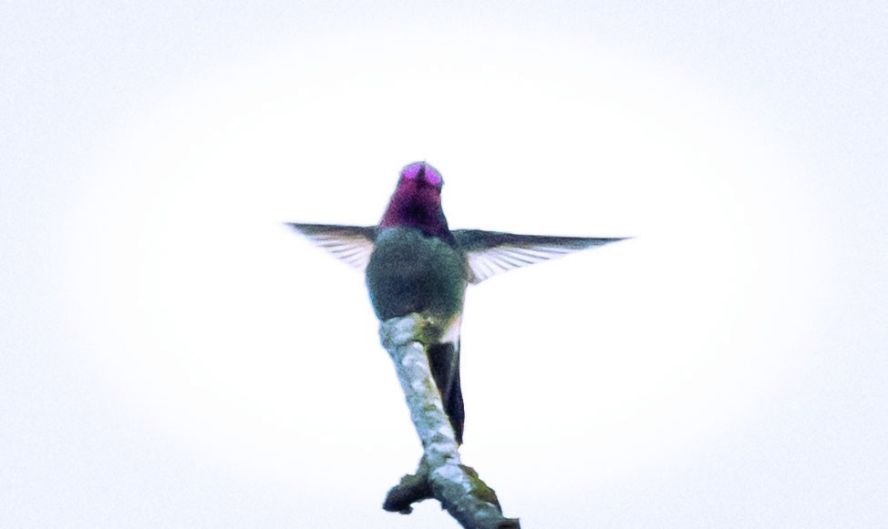 Anna's Hummingbird - ML637589262