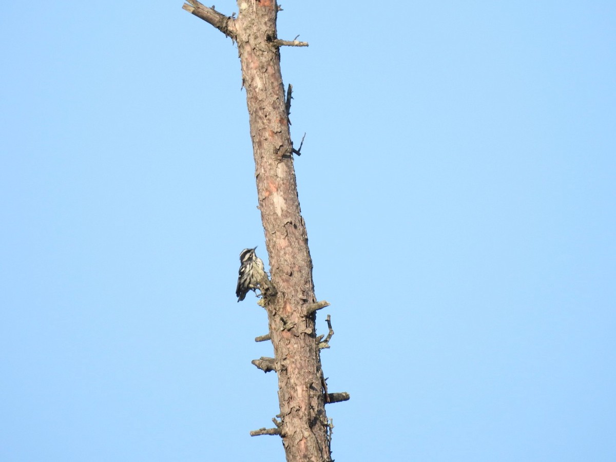 Black-and-white Warbler - ML637589271