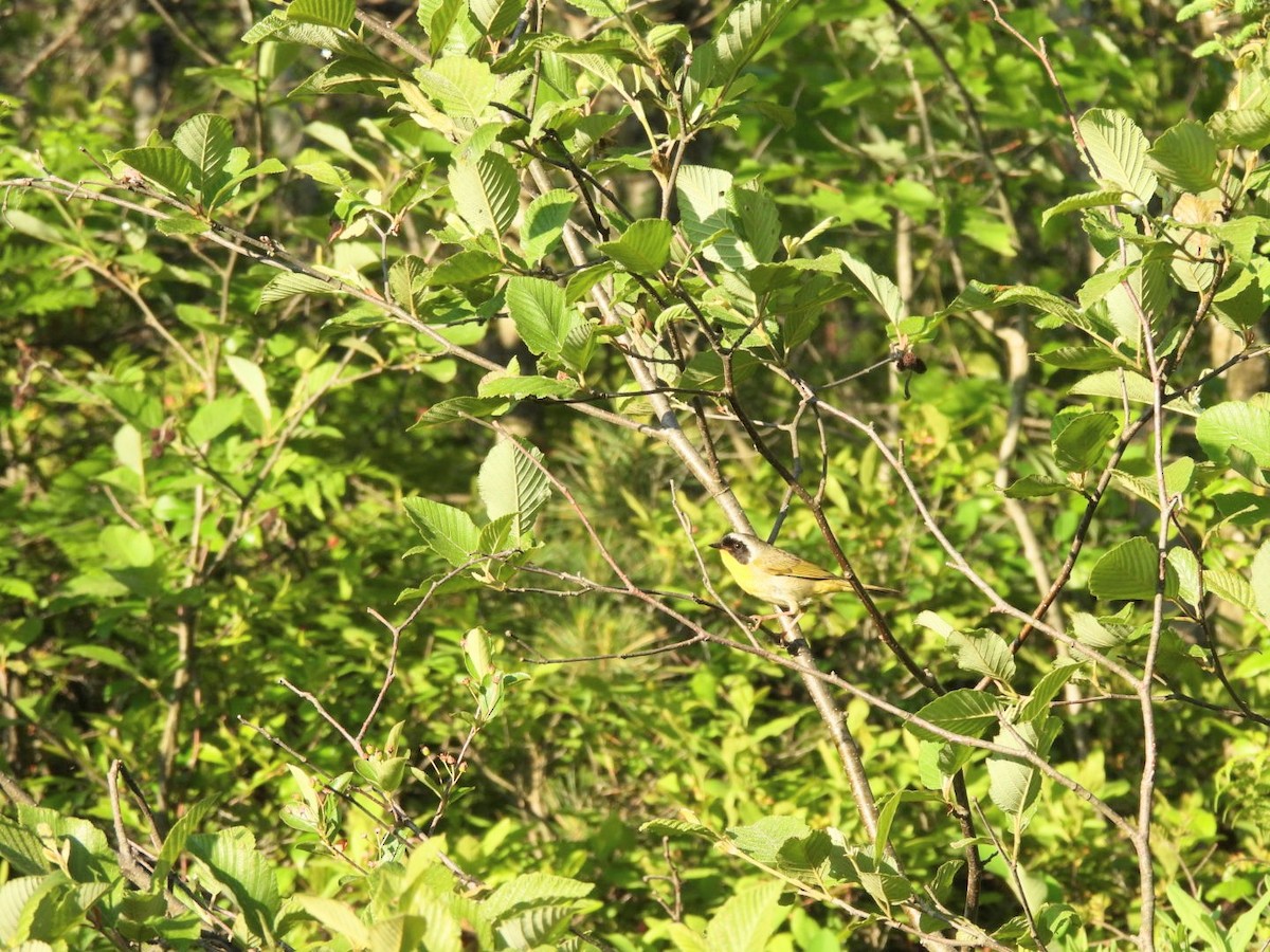Common Yellowthroat - ML637589276