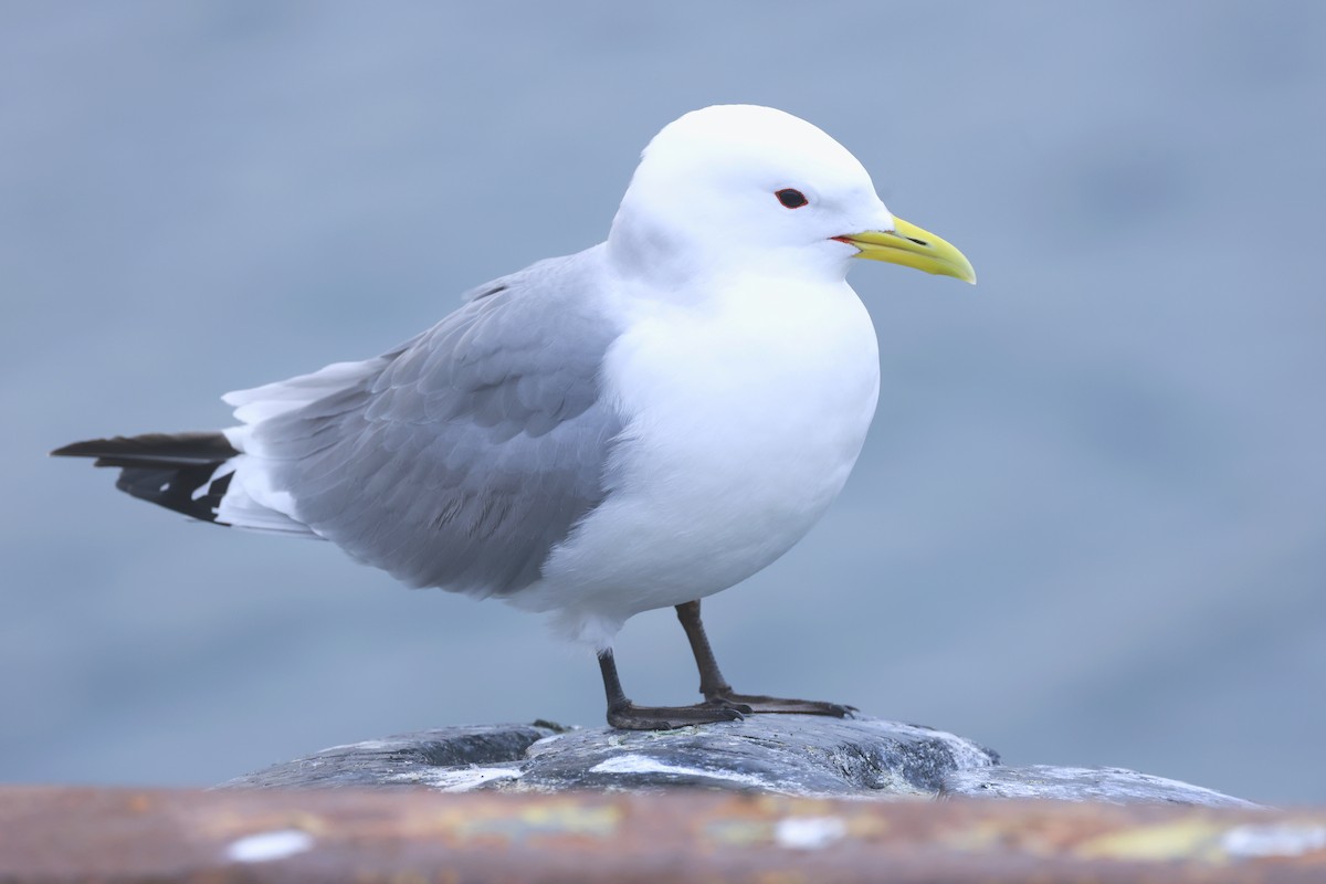 Black-legged Kittiwake - ML637589286