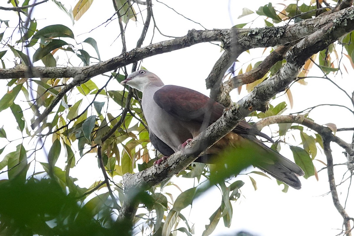Mountain Imperial-Pigeon - ML637589304