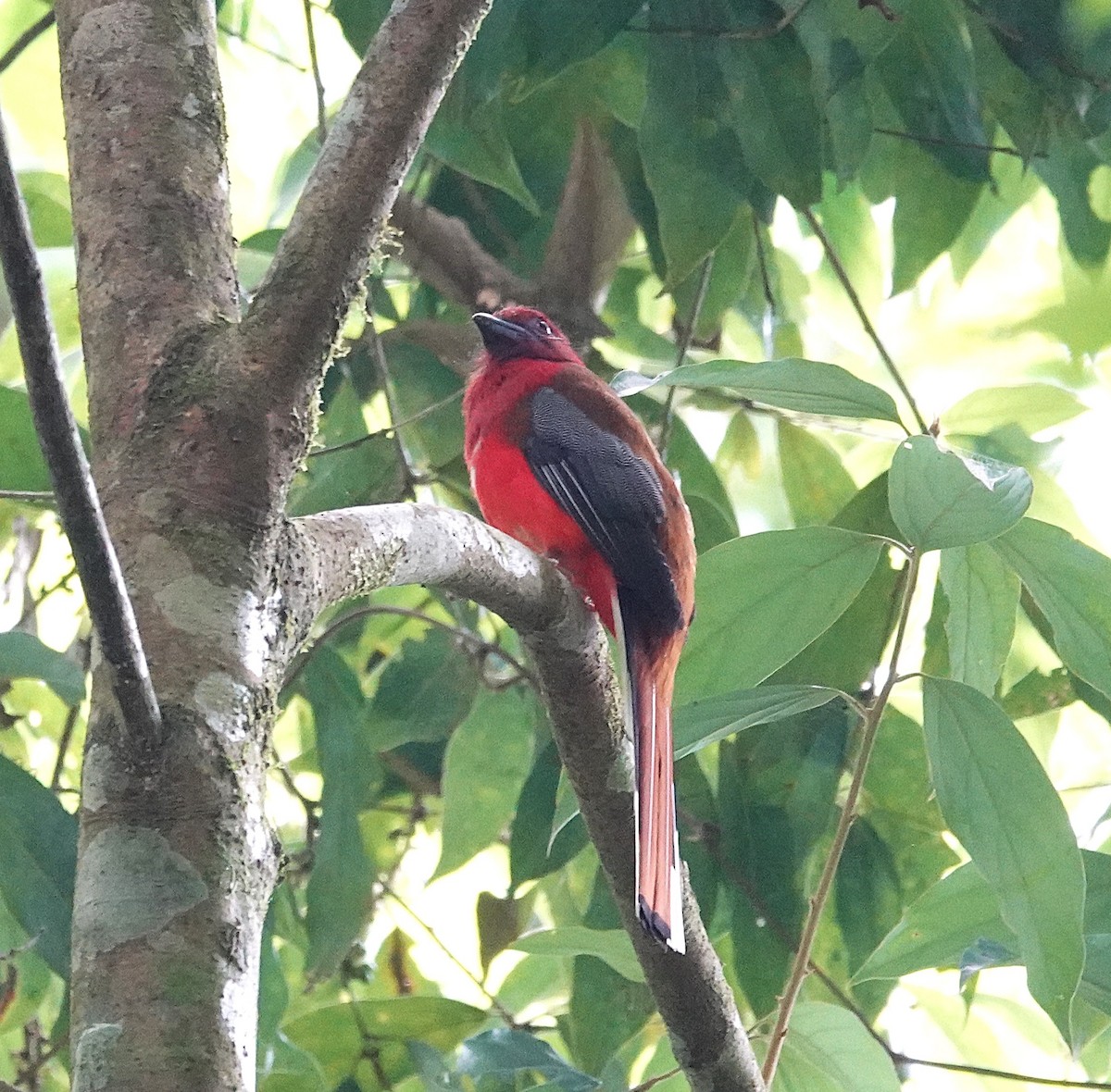 trogon rudohlavý - ML637589327
