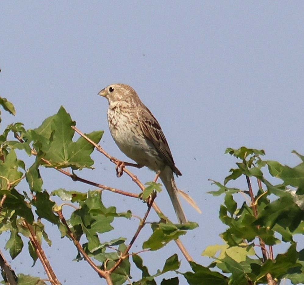 strnad luční - ML637589338
