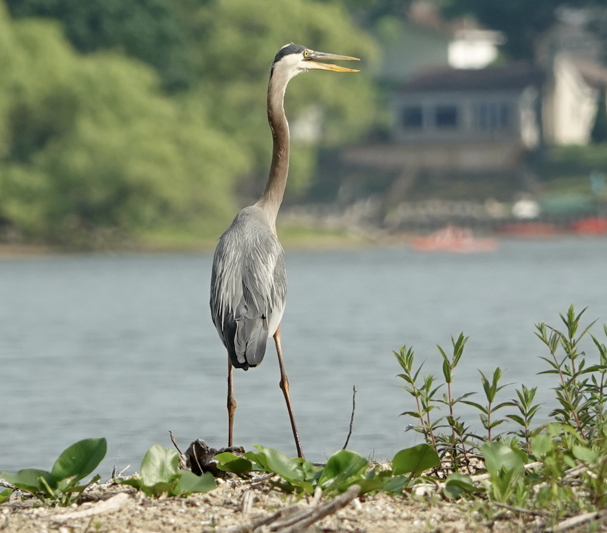Great Blue Heron - ML637589341