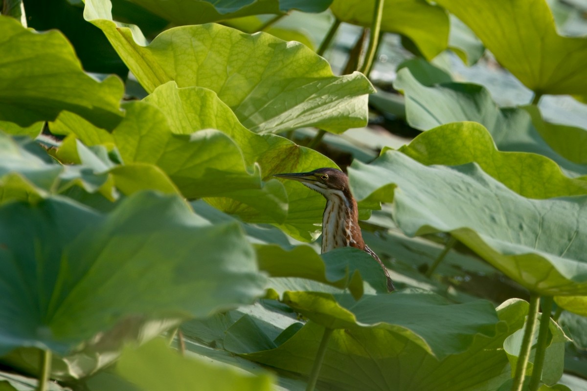 Schrenck's Bittern - ML637589348