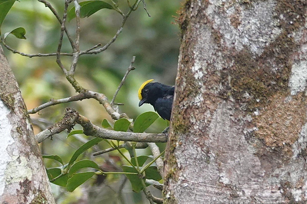 Sultan Tit - ML637589355