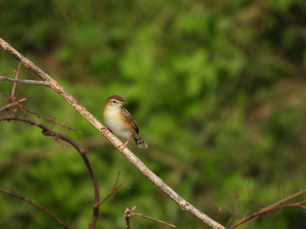 Zitting Cisticola - ML637589369