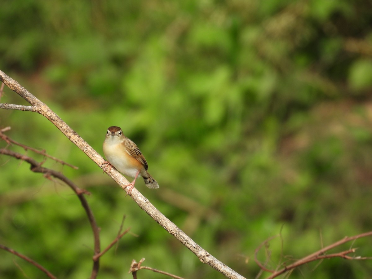 Zitting Cisticola - ML637589371