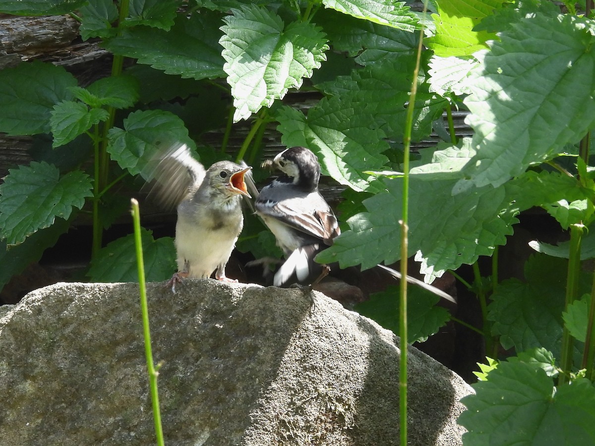 White Wagtail - ML637589376