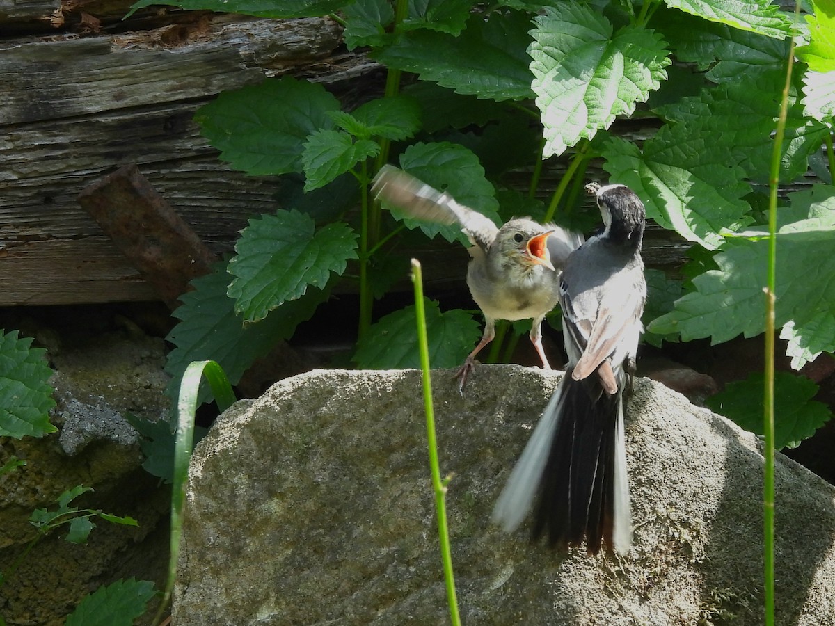 White Wagtail - ML637589379