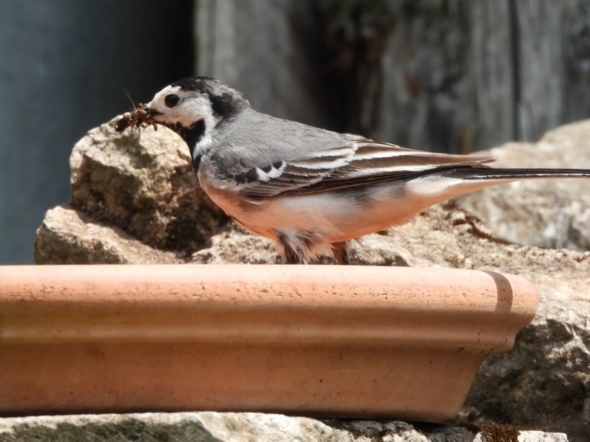 White Wagtail - ML637589380