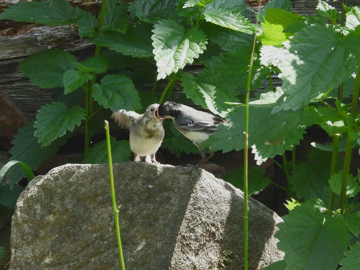 White Wagtail - ML637589381