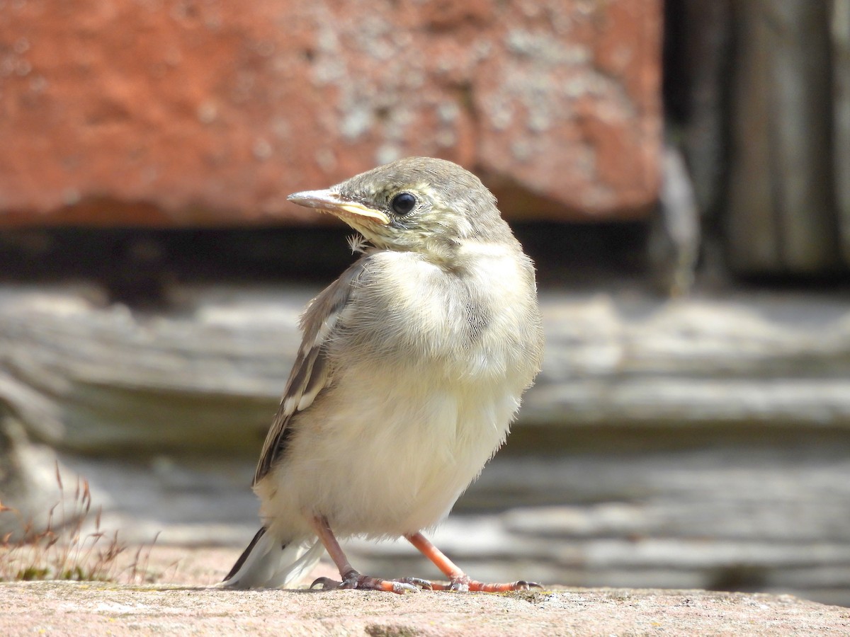 White Wagtail - ML637589383