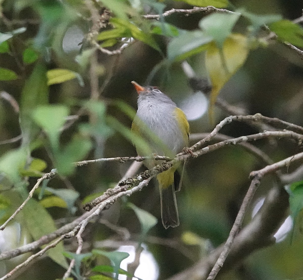 Chestnut-crowned Warbler - ML637589390